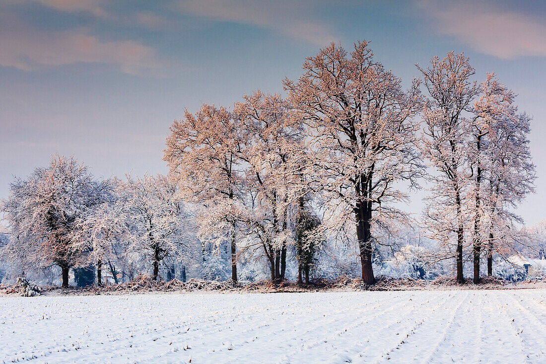 France, Aquitaine, Pyrenees, Atlantiques, Snow covered trees blushing at sunset