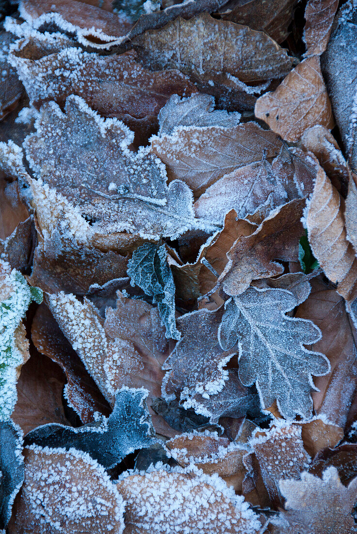 Europe, France, Aveyron, leaves covered with frost in early winter.
