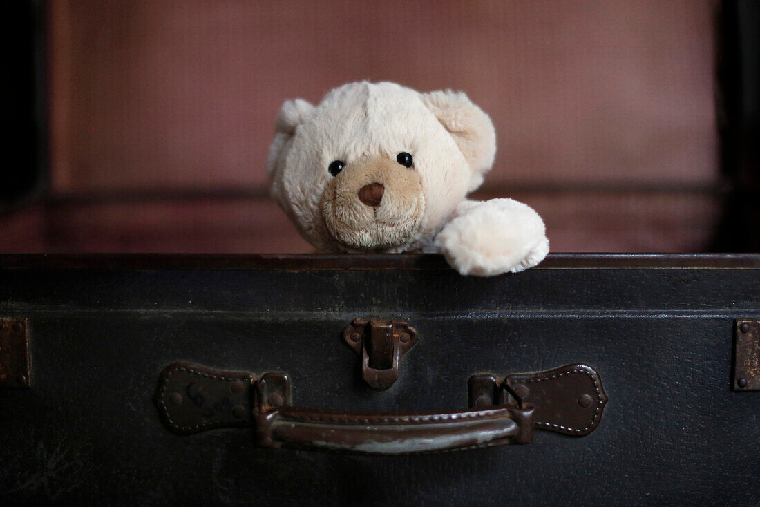 A teddy bear in a suitcase