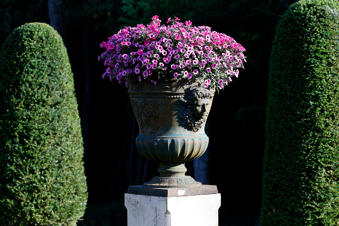 Bowl of flowers. Saint-Sauveur-en-Puisaye. France.