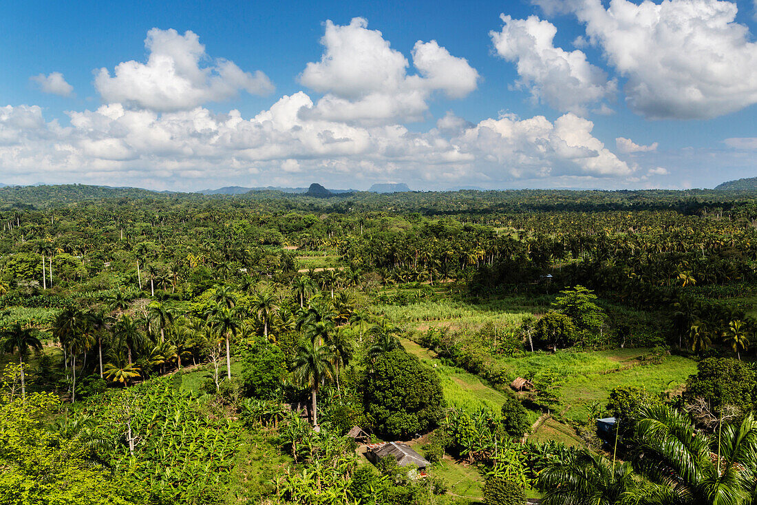 Aerial view of palm trees in rural landscape
