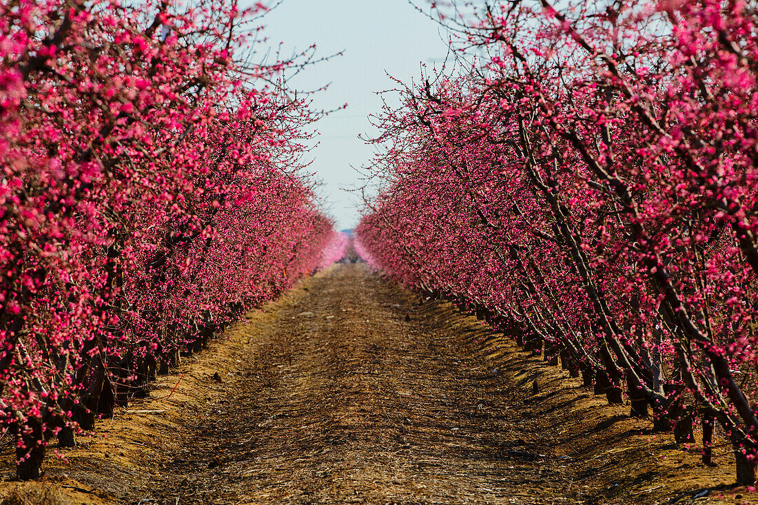 Trees flowering in orchard