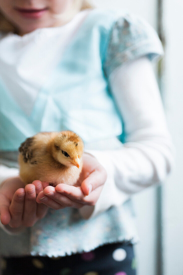 Young Girl's Hands Holding Young Chick
