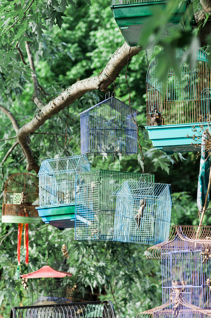 Colorful Birdcages Hanging in Tree