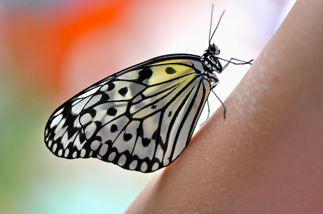 Butterfly, Close Up