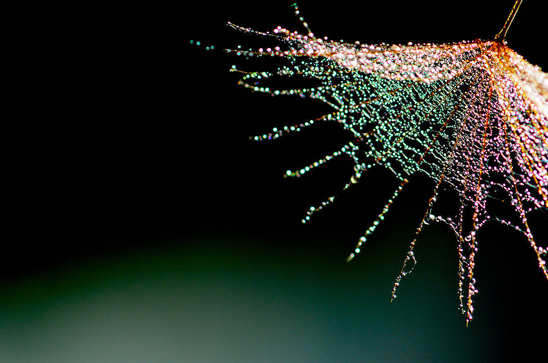 Dewdrops Glistening on Dandelion Seed