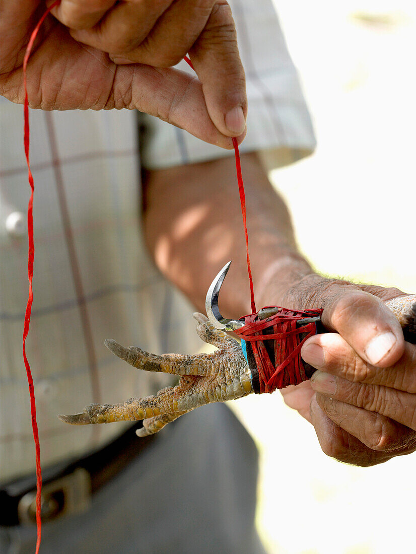 Man Attaching Curved Spur to Rooster's Foot