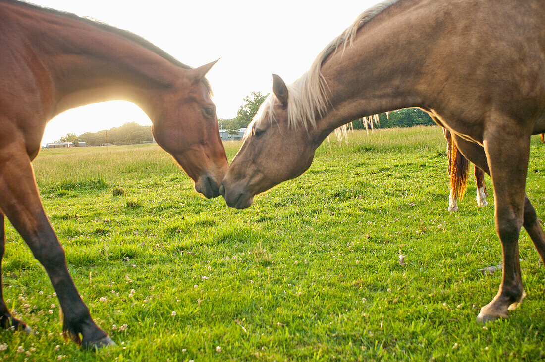 Two Horses Touching Noses