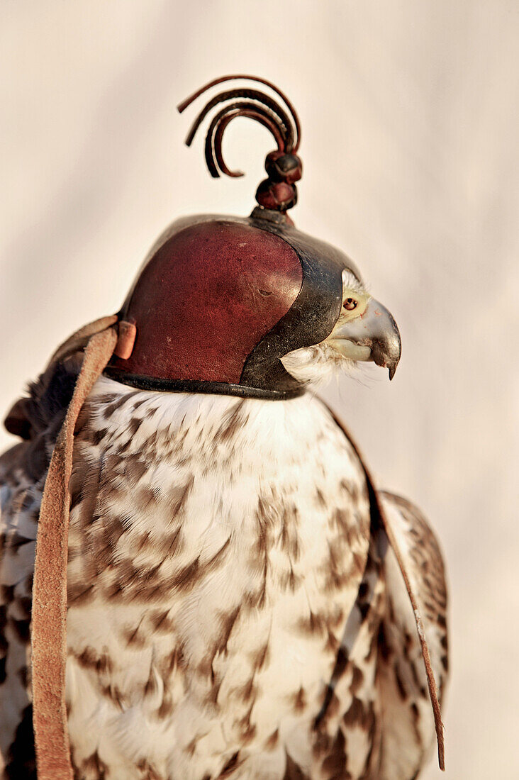 Falcon with Mask