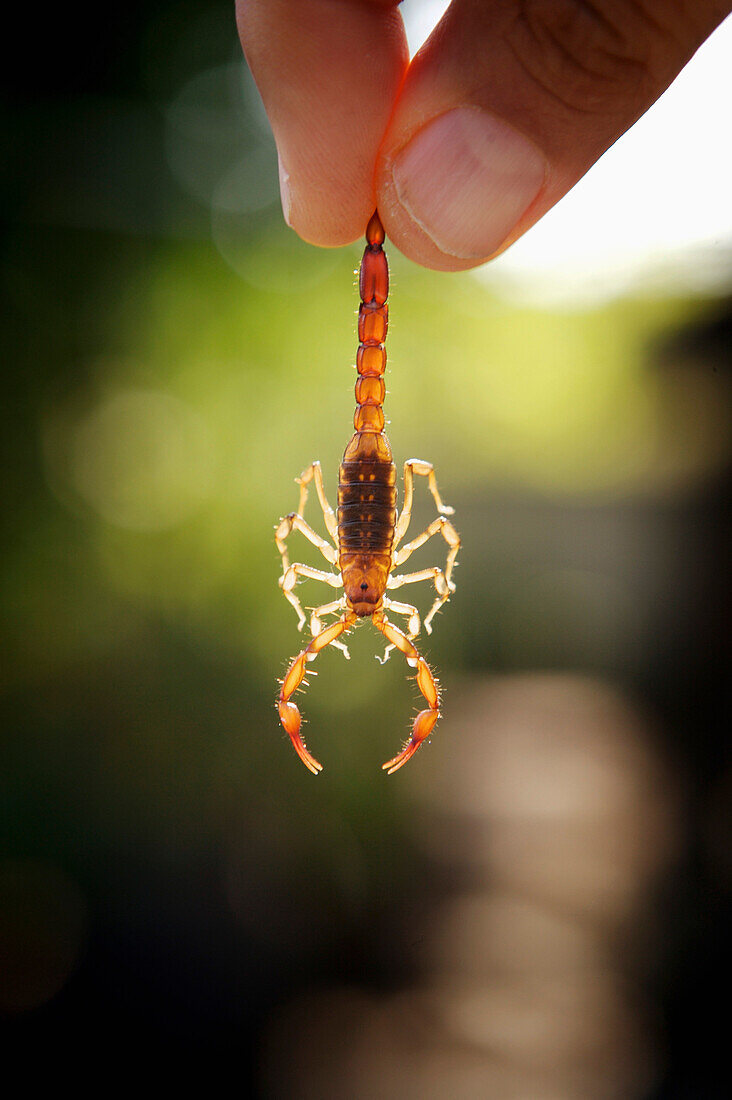 Scorpion Between Fingers
