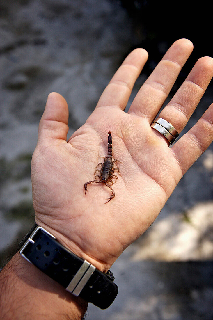 Scorpion on Hand