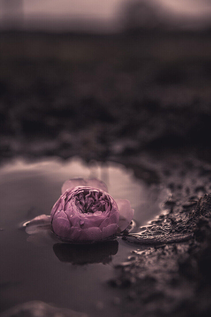 Pink Flower in Puddle of Water, Selective Focus