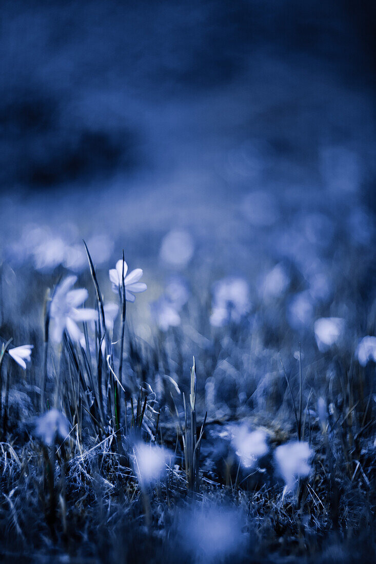 Wildflowers with Blue Tint