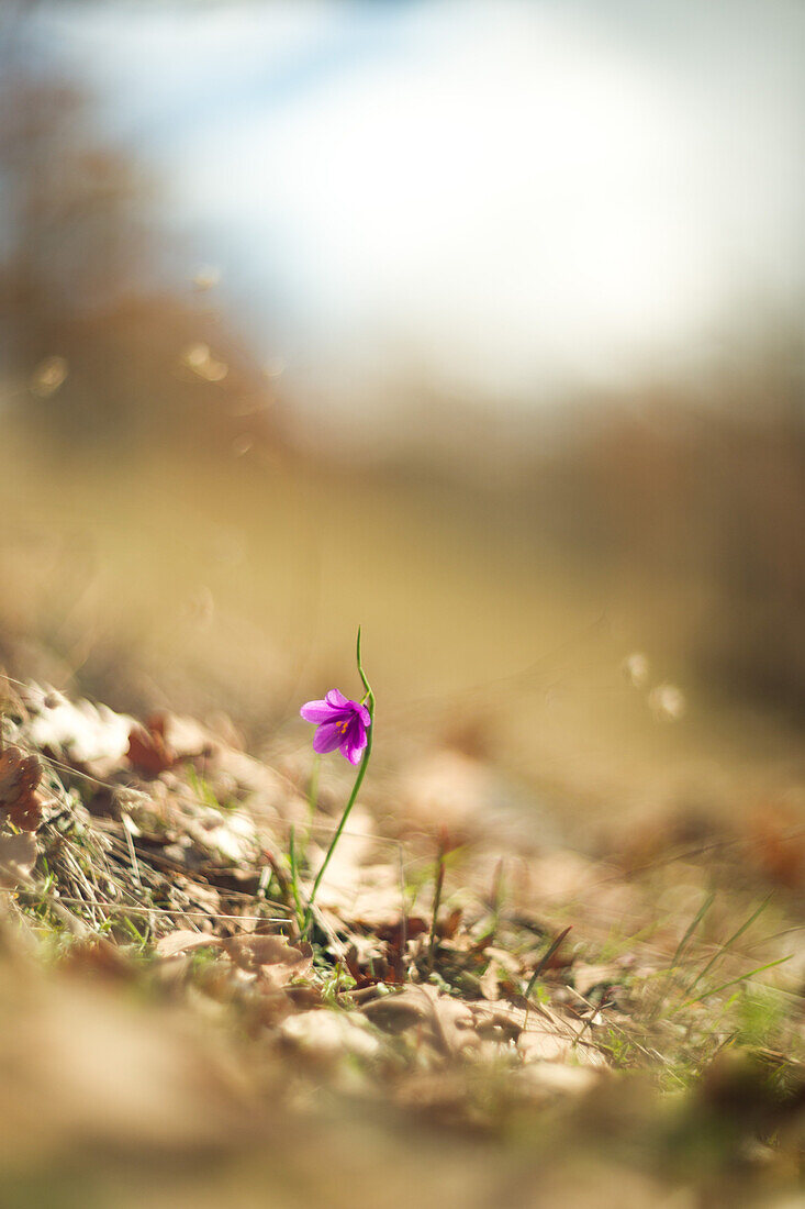 Purple Flower on Hillside, Selective Focus