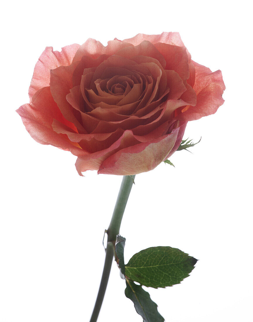 Pink Rose on White Background, Close-Up