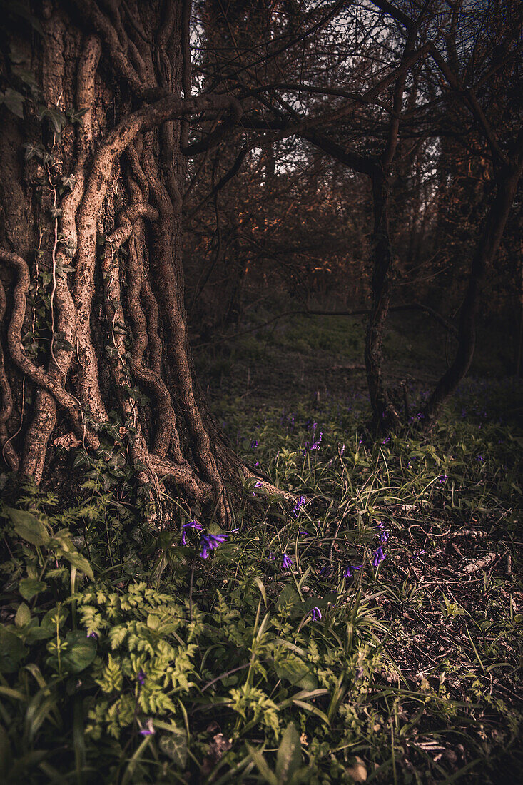 Ivy Clad Tree with Bluebells