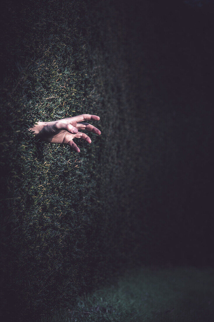Hand Reaching Through Hedge