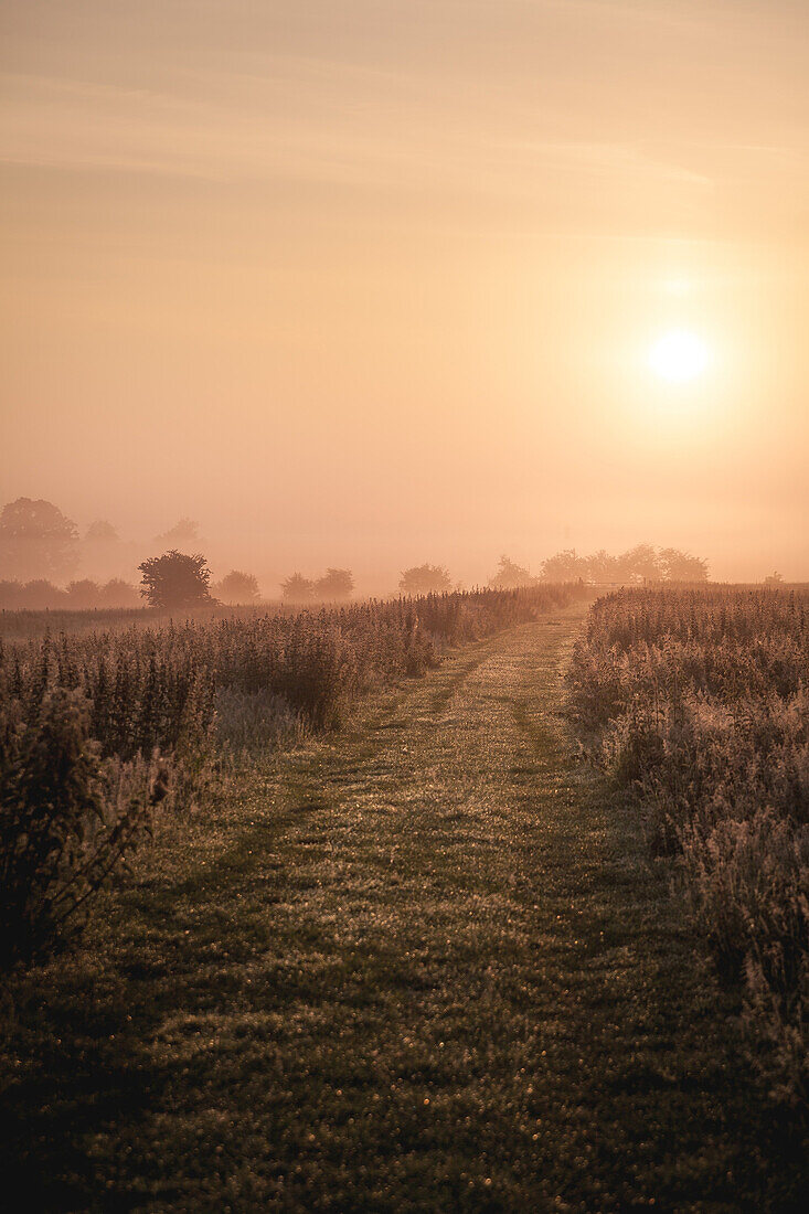 Rural Path at Sunrise