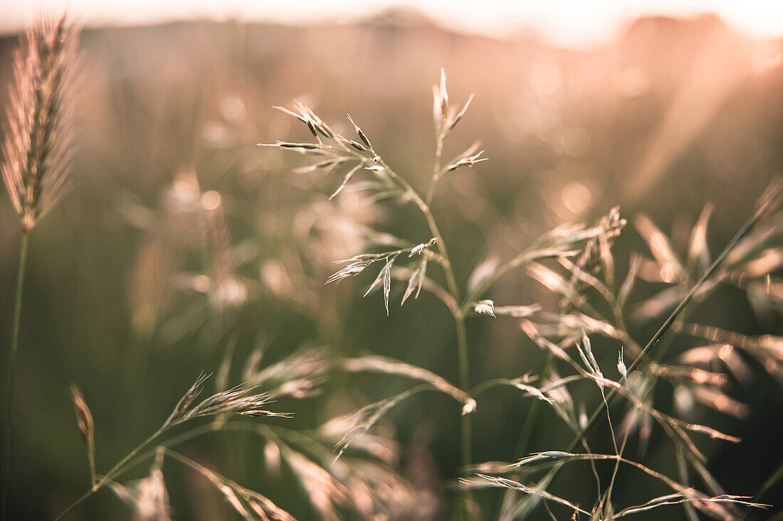 Tall Grass with Sun Rays, Close-Up
