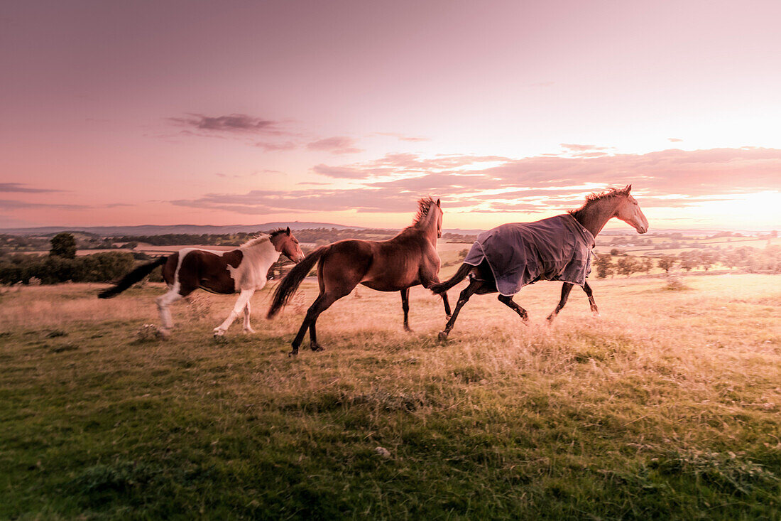 Galloping Horses at Sunset