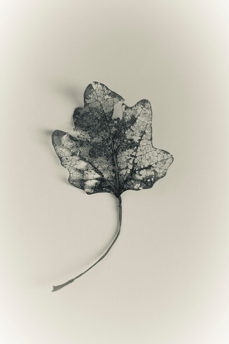Decomposing Leaf on White Background