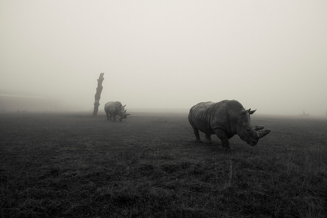 Two Rhinos in Field on Foggy Day