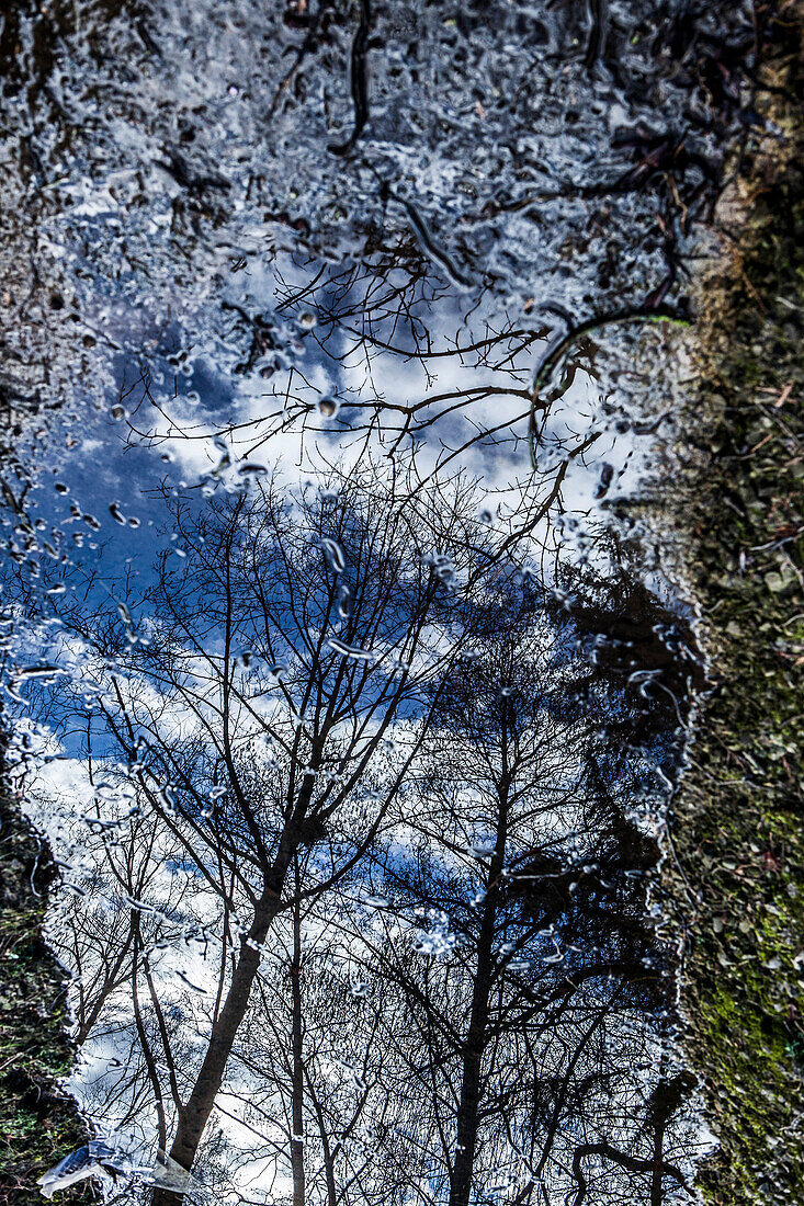 Trees Reflected in Puddle