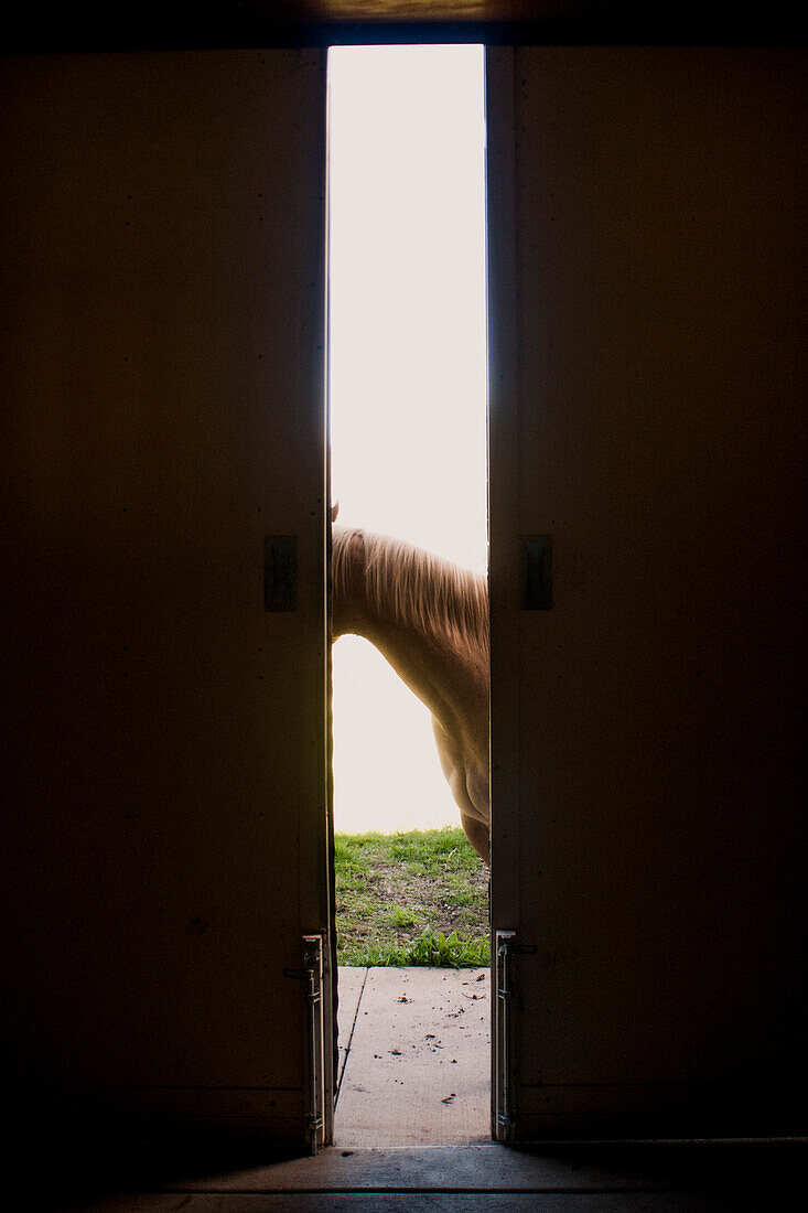 Horse's Neck in Barn Door Opening