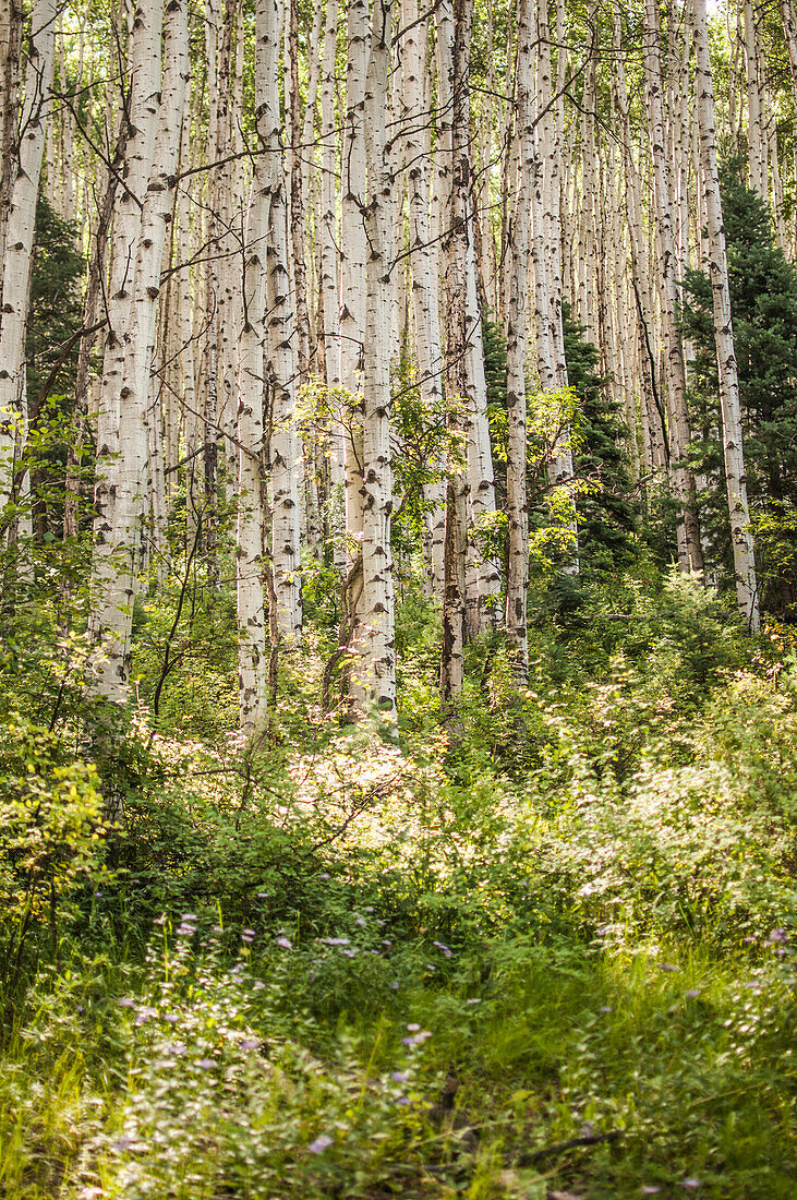 Grove of White Aspen Trees, Colorado, USA