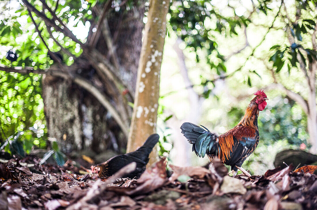 Rooster and Chicken