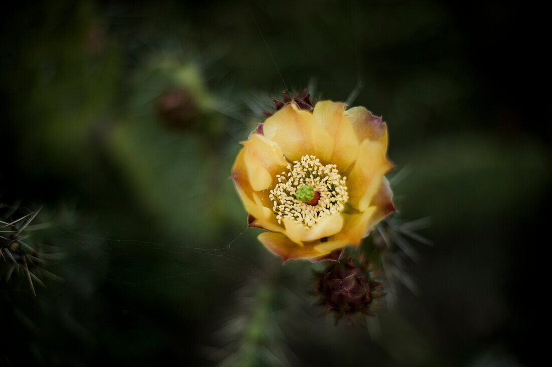 Cactus Flower, Close-Up