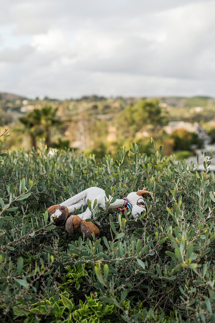 Stuffed Dog in Laying in Bush