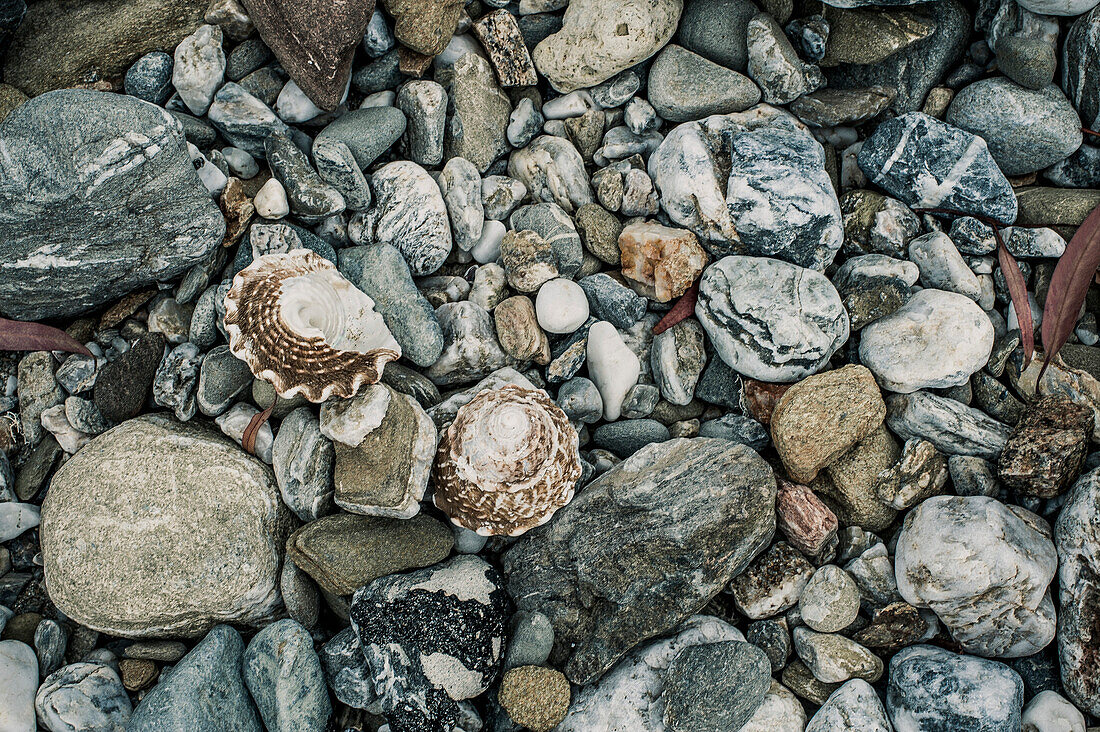 Seashells and Rocks, High Angle View