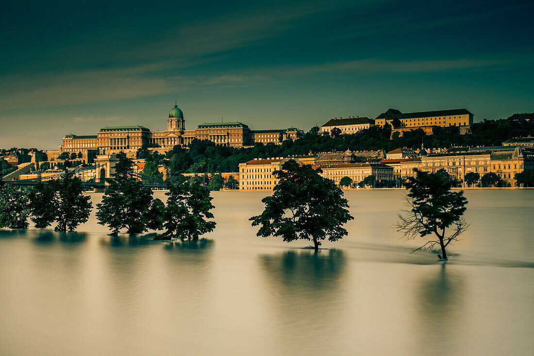 Flooded Danube River with Row of Trees, Budapest, Hungary