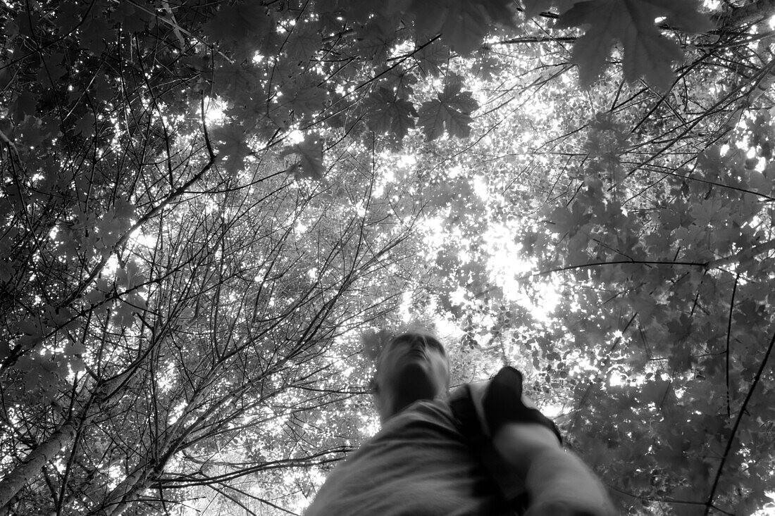 Young Man Standing in Forest with Tree Canopy Above, Low Angle View