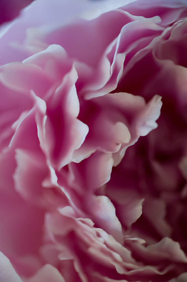 Pink Rose, Close-Up