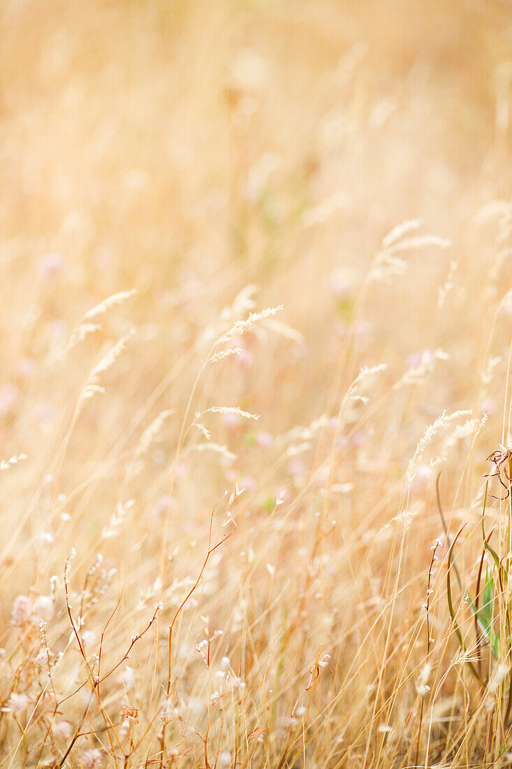 Wild Grass in Field, Close-Up