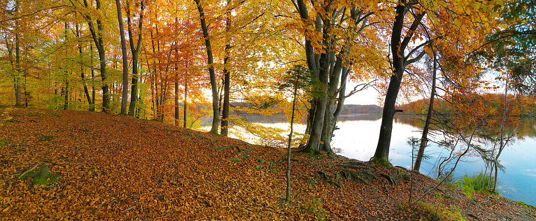 Herbstwald am Langbürgner See, Chiemgauer Seenplatte, Chiemgau, Bayern, Deutschland