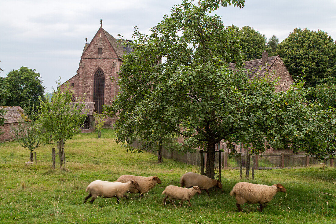 Kloster Amelungsborn, Obstgarten umd Schafe, Niedersachsen, Deutschland