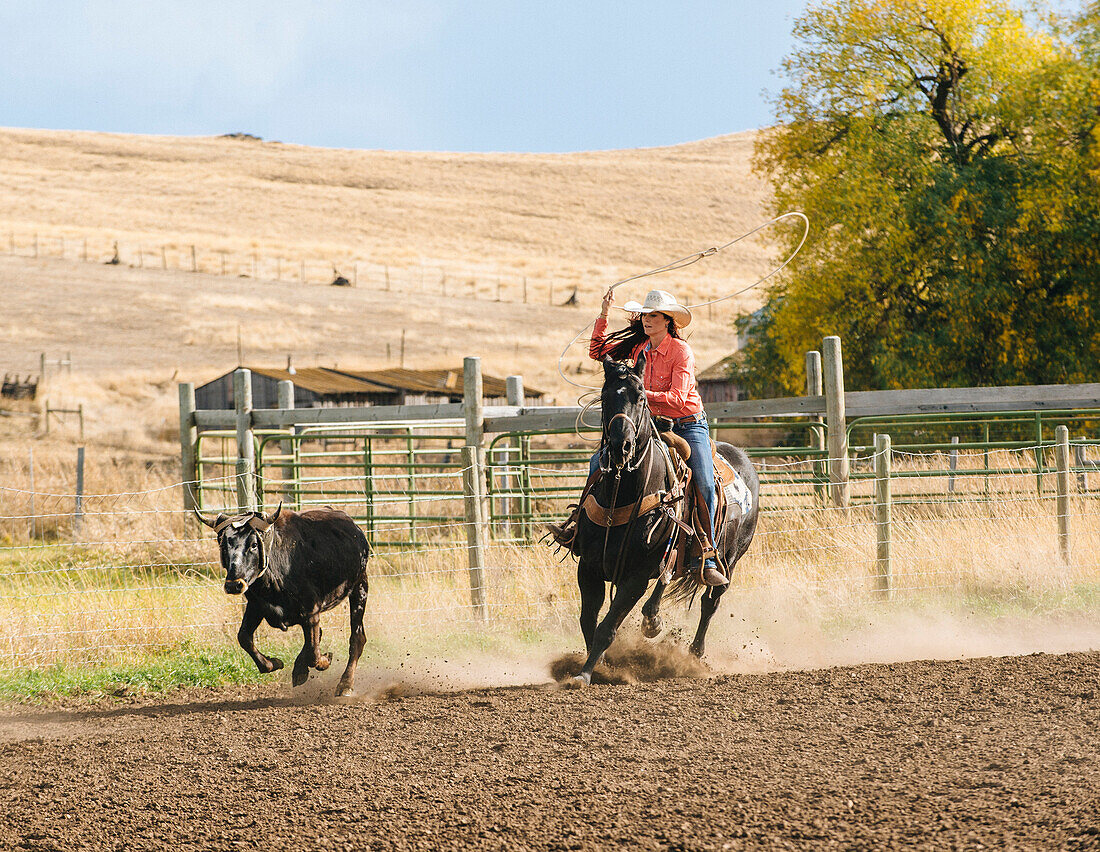 Caucasian woman chasing cattle at rodeo, Jospeh, Oregon, USA