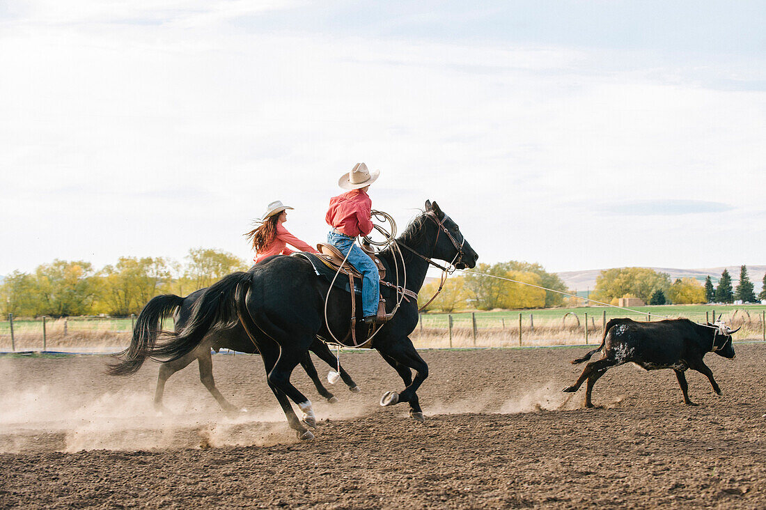 Caucasian herders chasing cattle at rodeo, Jospeh, Oregon, USA