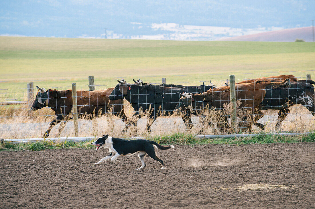 Dog herding cattle on ranch, Jospeh, Oregon, USA