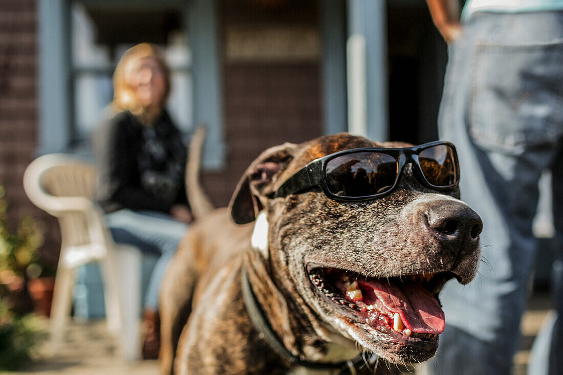 Close up of panting dog wearing sunglasses, C1