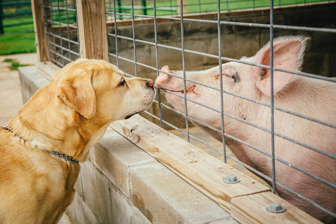 Dog and pig sniffing each other through fence, C1