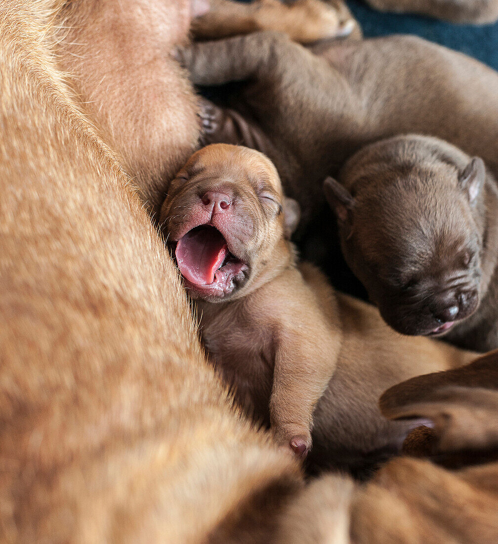 Close up of yawning newborn puppy laying with mother, C1