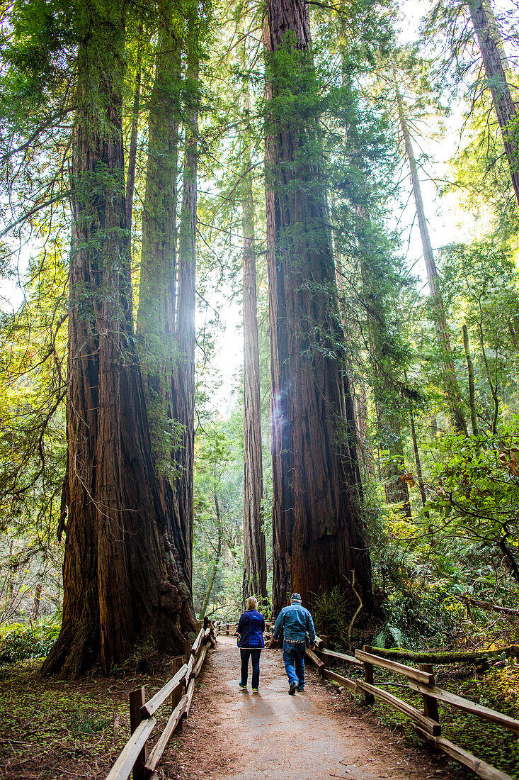 Caucasian couple walking on fenced dirt path under tall trees, Muir Woods, California, United States