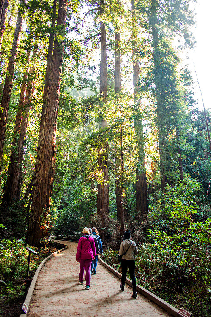 People walking on wooden path in forest, Muir Woods, California, United States