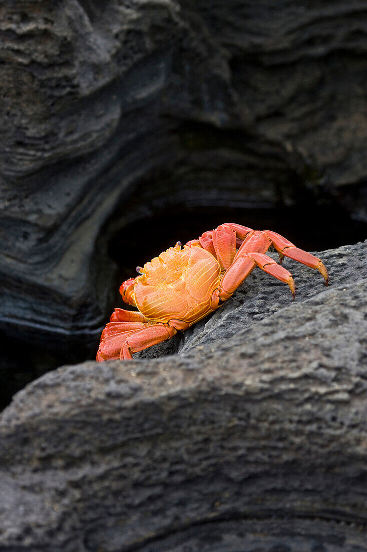Close up of crab on rock formation, Galapagos National Park, Galapagos Islands, Ecuador