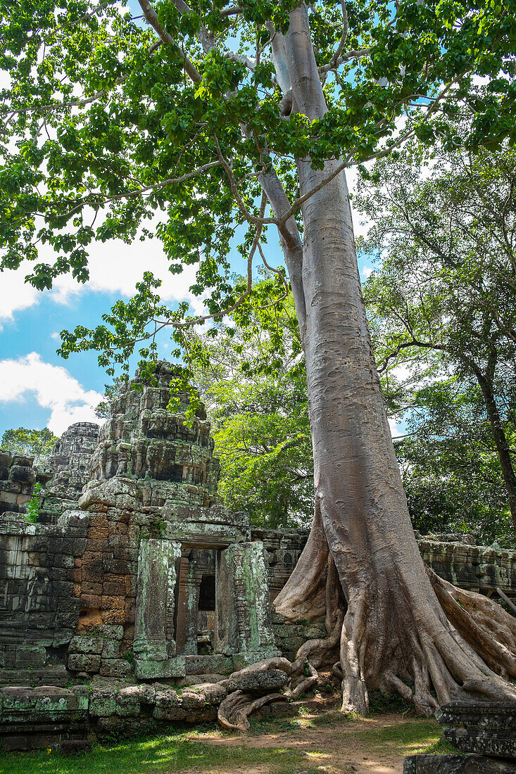 Tree growing on ancient Ta Prohm Temple, Siem Reap, Siem Reap, Cambodia, Siem Reap, Siem Reap, Cambodia