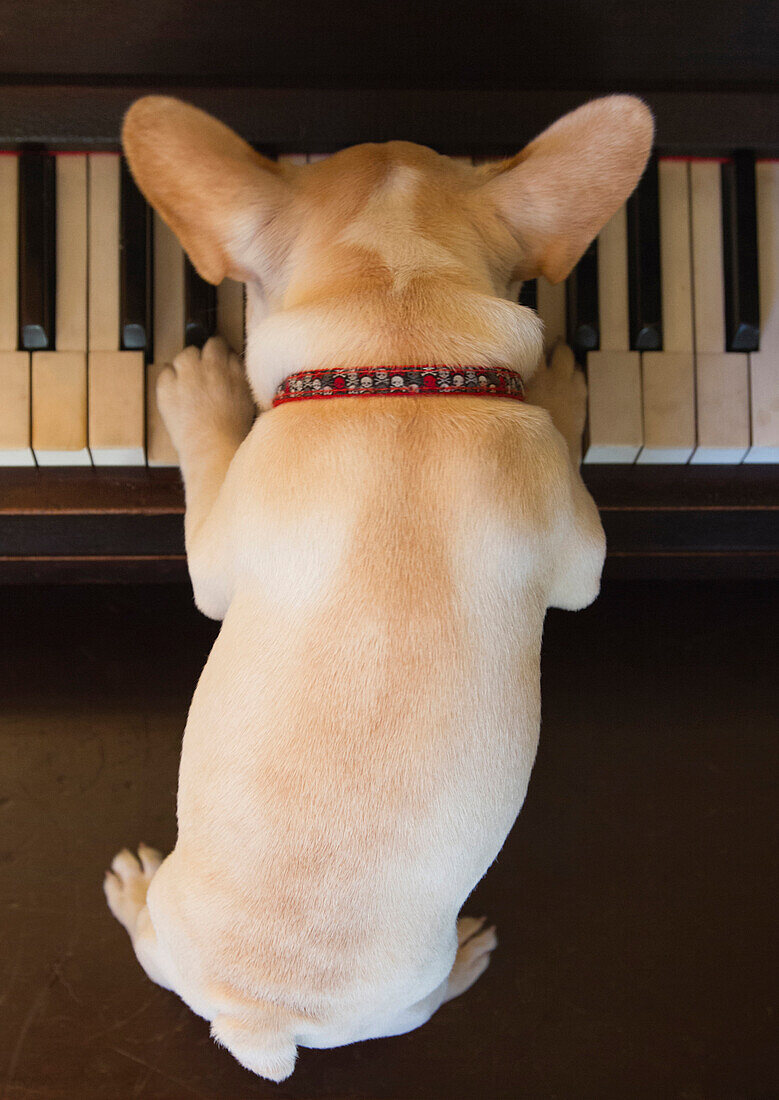 Close up of French bulldog puppy playing piano, Edmonds, Washington, USA